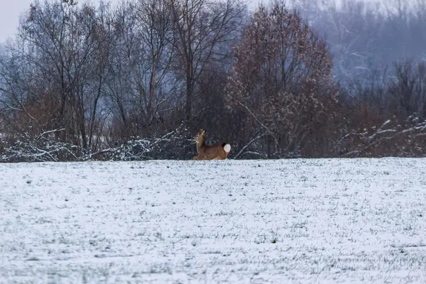 Cerf Sauvage Repéré Dans Champ Hiver Dans Journée Brumeuse — Photo