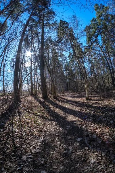 Fisheye Φακό Παραμορφωμένη Άποψη Του Δάσους Ηλιόλουστη Μέρα Άνοιξη Γυμνά — Φωτογραφία Αρχείου