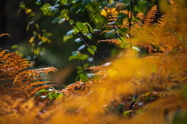 Campo Folhas Samambaia Cor Laranja Outono Floresta Dia Molhado — Fotografia de Stock