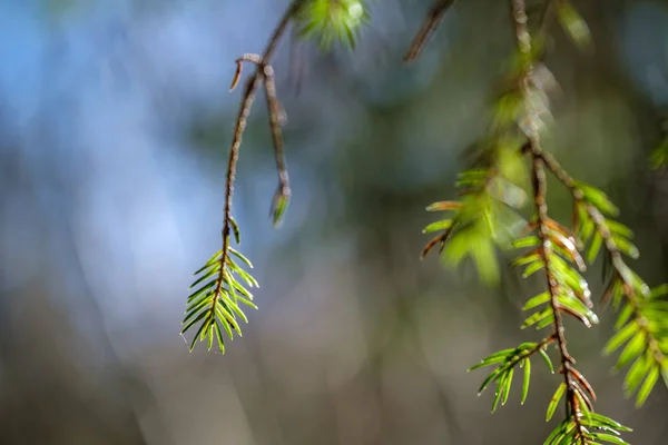 Abeto Joven Día Primavera Sobre Fondo Borroso Soleado —  Fotos de Stock