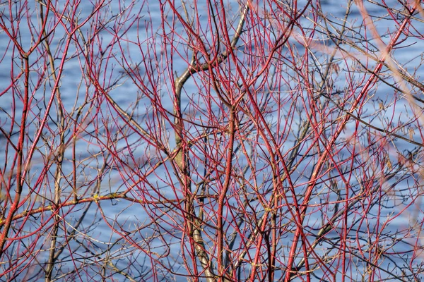 Baías Grama Fundo Borrão Primavera — Fotografia de Stock