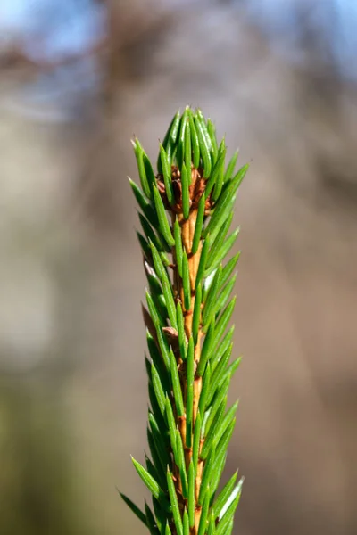 Junge Fichte Frühlingstag Auf Verschwommenem Hintergrund Sonnig — Stockfoto