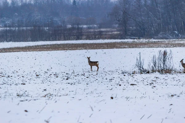 Cerf Sauvage Repéré Dans Champ Hiver Dans Journée Brumeuse — Photo