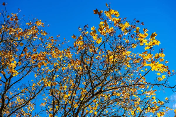 Outono Parque Colorido Dourado Com Árvores Raios Sol Outono Dias — Fotografia de Stock