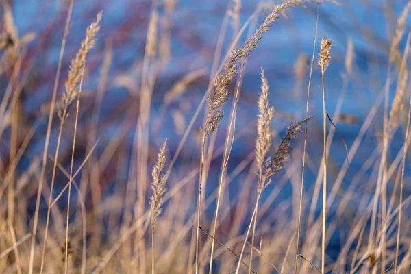 Travnaté Benty Pozadí Rozostření Jaře — Stock fotografie