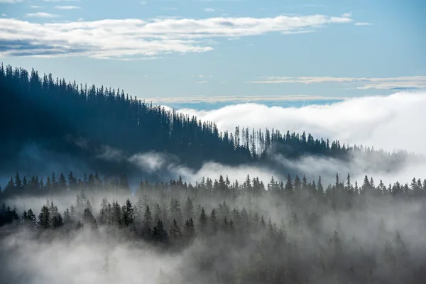 Slovakya Tatra dağlarında orman vadilerinden yükselen sis. yukarıdan görülen güneşli bir gün, bulutların üzerinde yürüme