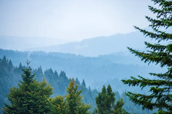 Mgła Rośnie Doliny Lesie Słowacji Tatry Słoneczny Dzień Widziany Góry — Zdjęcie stockowe