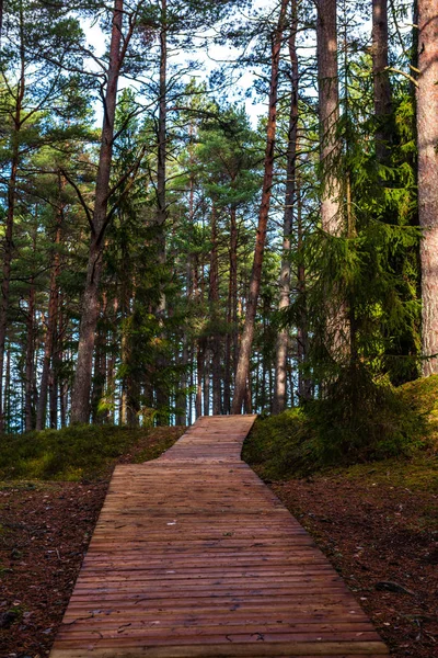 Dřevěná Promenáda Mokrém Lese Slunečného Dne — Stock fotografie