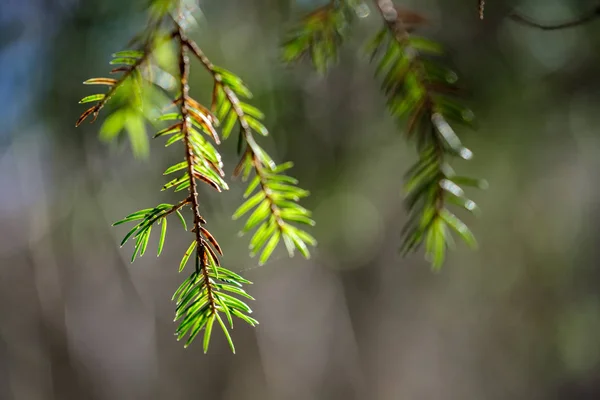 Young Spruce Tree Spring Day Blur Background Sunny — 스톡 사진