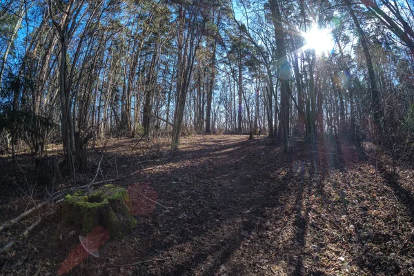 Lente Fisheye Visão Distorcida Floresta Dia Ensolarado Primavera Com Árvores — Fotografia de Stock