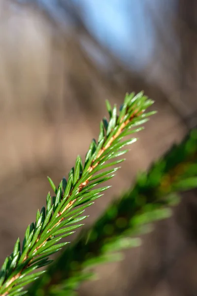 Young Spruce Tree Spring Day Blur Background Sunny — Stock Photo, Image