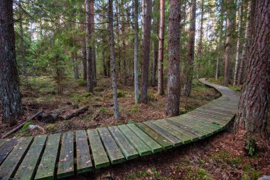 hatta ışık ağaç gövdeleri ile karanlık orman. yeşil orman yatağı
