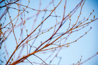 ilkbaharda ağaç dallarında ilk yapraklar, çiçeklenme