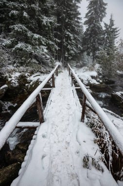 yeşil yaprakları yaz aylarında orman nehri üzerinde ayak köprü