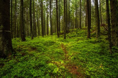 hatta ışık ağaç gövdeleri ile karanlık orman. yeşil orman yatağı