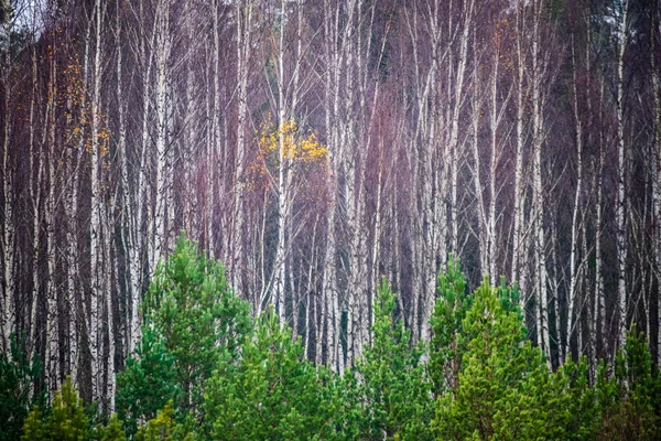 暗い森でも光の中で木の幹 緑の森のベッド — ストック写真