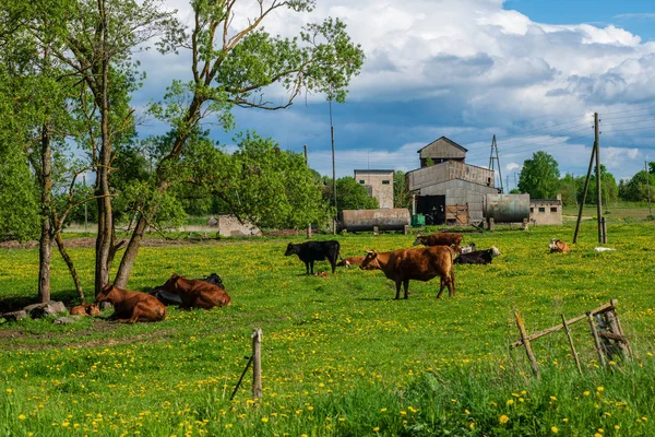 緑の牧草地の国産牛 牧草地の牛 — ストック写真