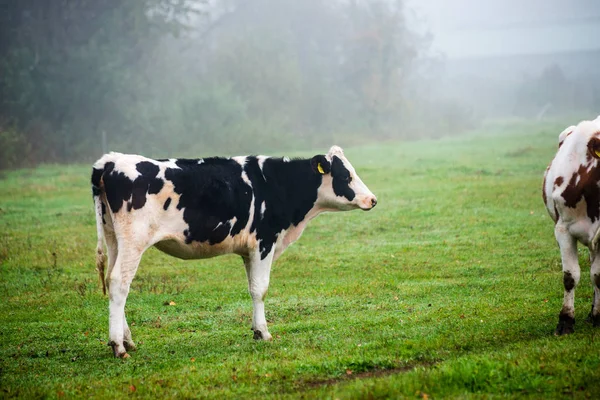 Domestic Cow Green Pasture Cattle Meadow — Stock Photo, Image