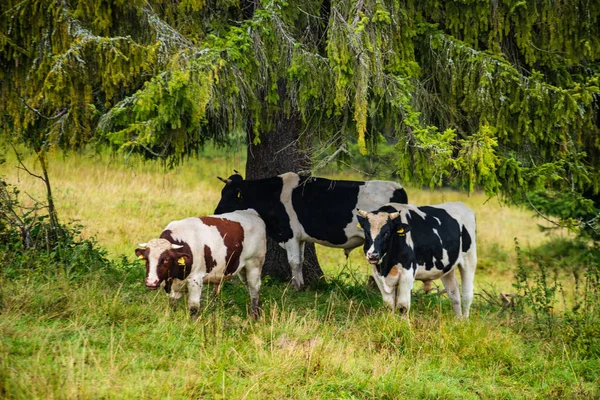 Domestic Cow Green Pasture Cattle Meadow — Stock Photo, Image