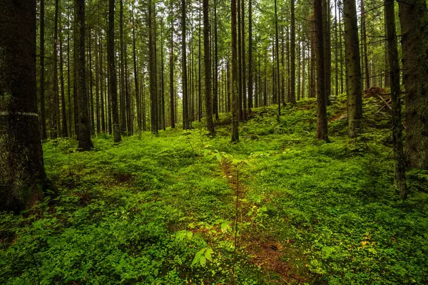 Floresta Escura Com Troncos Árvore Luz Uniforme Cama Floresta Verde — Fotografia de Stock