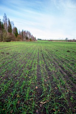 mavi gökyüzü altında ıslak yaz aylarında çim desenli taze yeşil çayır alanları