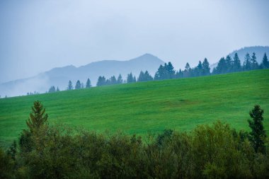 mavi gökyüzü altında ıslak yaz aylarında çim desenli taze yeşil çayır alanları