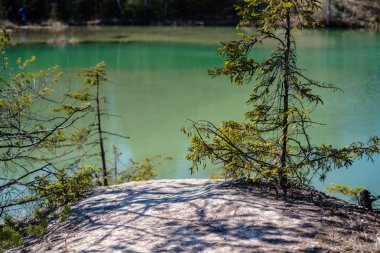 taze yeşil su ile orman gölü. güneşli gün