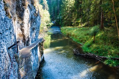 yeşil yaprakları yaz aylarında orman nehri üzerinde ayak köprü