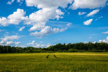 mavi gökyüzü altında ıslak yaz aylarında çim desenli taze yeşil çayır alanları