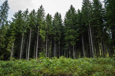 hatta ışık ağaç gövdeleri ile karanlık orman. yeşil orman yatağı
