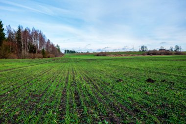 mavi gökyüzü altında ıslak yaz aylarında çim desenli taze yeşil çayır alanları