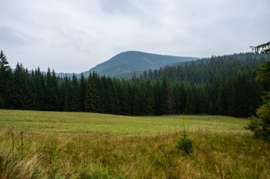 mavi gökyüzü altında ıslak yaz aylarında çim desenli taze yeşil çayır alanları