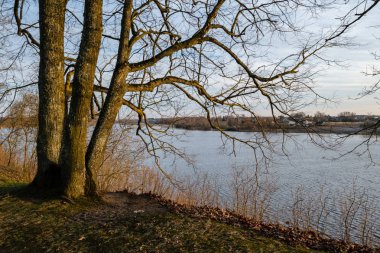 güneşli bir günde hiçbir yaprak ile bahar parkı büyük çıplak ağaç gövdeleri
