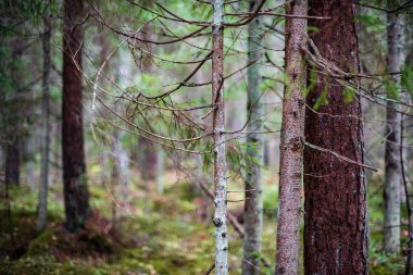 hatta ışık ağaç gövdeleri ile karanlık orman. yeşil orman yatağı