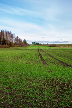 mavi gökyüzü altında ıslak yaz aylarında çim desenli taze yeşil çayır alanları