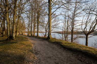 güneşli bir günde hiçbir yaprak ile bahar parkı büyük çıplak ağaç gövdeleri