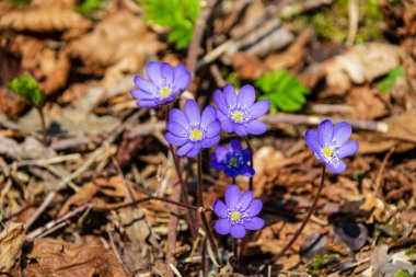eski yaprakları ile boş zeminüzerinde bahar ormanda açan ilk mavi çiçekler