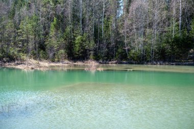 taze yeşil su ile orman gölü. güneşli gün