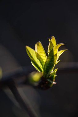 ilkbaharda ağaç dallarında ilk yapraklar, çiçeklenme