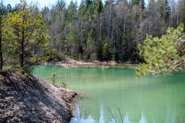 taze yeşil su ile orman gölü. güneşli gün