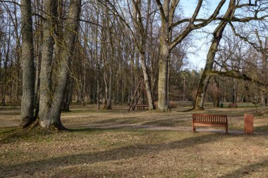 güneşli bir günde hiçbir yaprak ile bahar parkı büyük çıplak ağaç gövdeleri