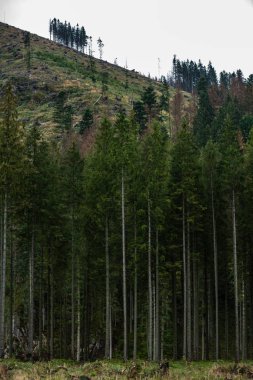 hatta ışık ağaç gövdeleri ile karanlık orman. yeşil orman yatağı