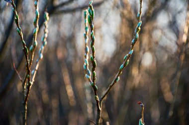 ilkbaharda ağaç dallarında ilk yapraklar, çiçeklenme