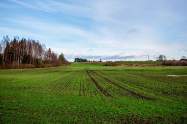 mavi gökyüzü altında ıslak yaz aylarında çim desenli taze yeşil çayır alanları