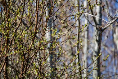 ilkbaharda ağaç dallarında ilk yapraklar, çiçeklenme