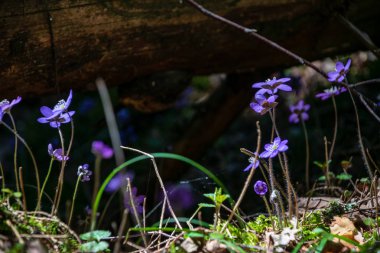 eski yaprakları ile boş zeminüzerinde bahar ormanda açan ilk mavi çiçekler