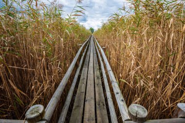 yeşil yaprakları yaz aylarında orman nehri üzerinde ayak köprü