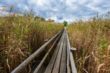 yeşil yaprakları yaz aylarında orman nehri üzerinde ayak köprü