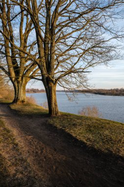 güneşli bir günde hiçbir yaprak ile bahar parkı büyük çıplak ağaç gövdeleri