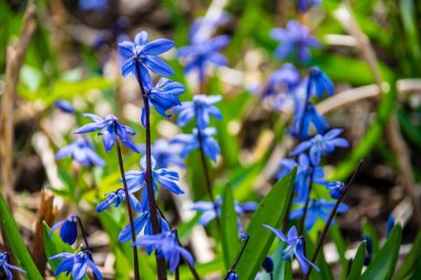 eski yaprakları ile boş zeminüzerinde bahar ormanda açan ilk mavi çiçekler